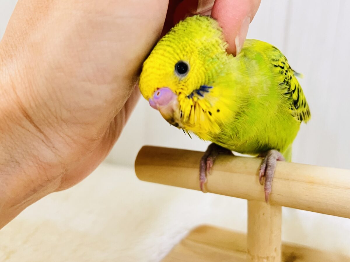 画像更新☆鳩乗り⁉️ちびっこセキセイインコさん(グリーンオパーリン)入荷しました❤️ セキセイインコ