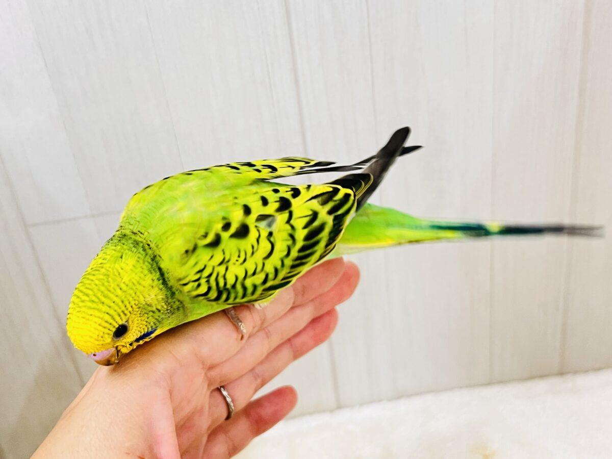 画像更新☆鳩乗り⁉️ちびっこセキセイインコさん(グリーンオパーリン)入荷しました❤️ セキセイインコ