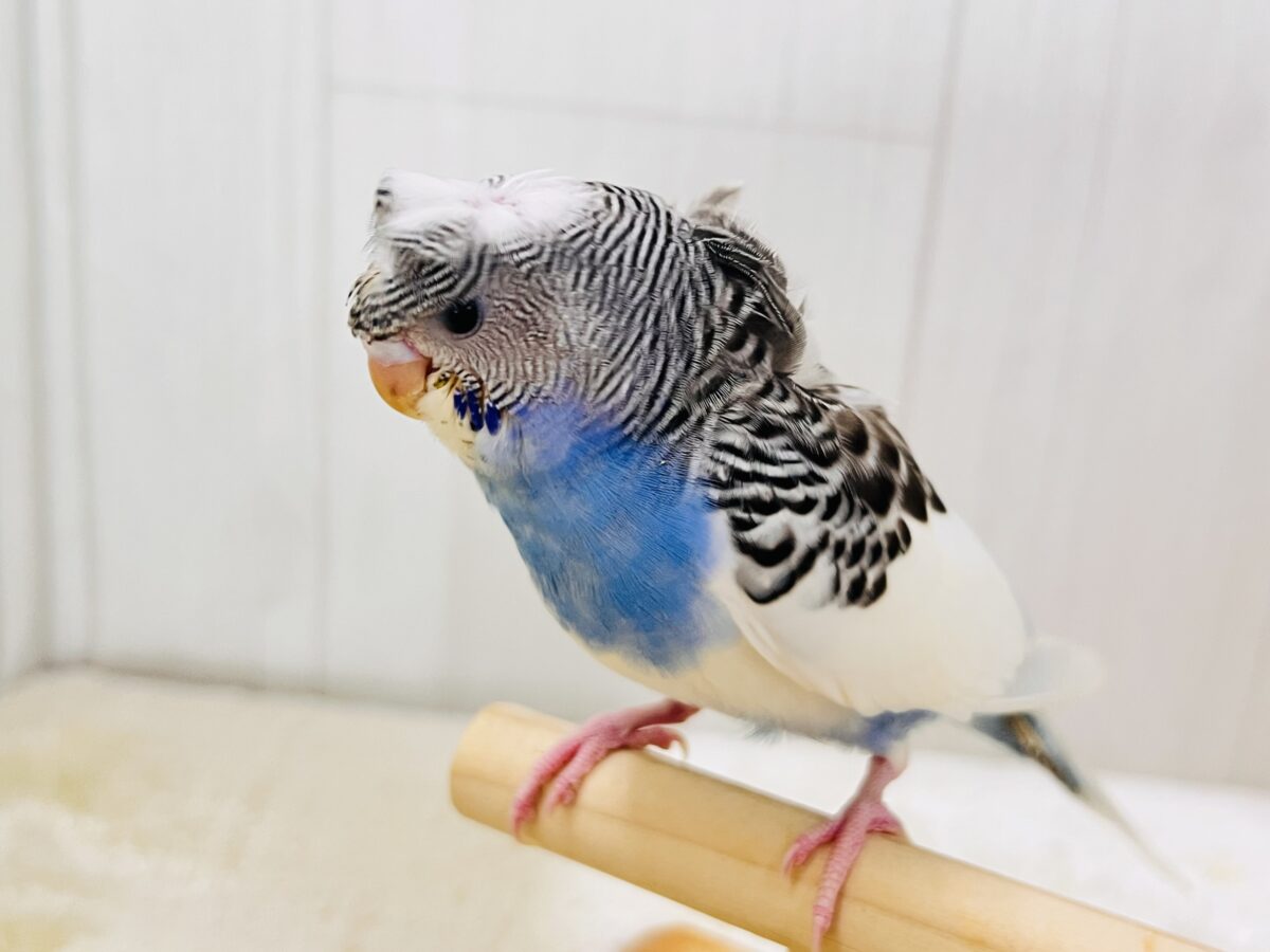 画像更新☆縞々ぐるぐるベレー帽🌀目力強め!羽衣セキセイインコ(ブルーパイド) 羽衣セキセイインコ