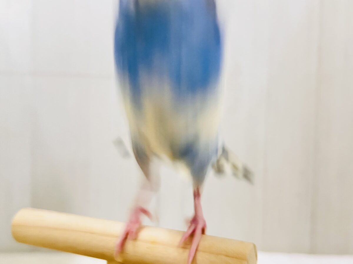 画像更新☆縞々ぐるぐるベレー帽🌀目力強め!羽衣セキセイインコ(ブルーパイド) 羽衣セキセイインコ