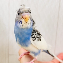 画像更新☆縞々ぐるぐるベレー帽🌀目力強め！羽衣セキセイインコ（ブルーパイド）