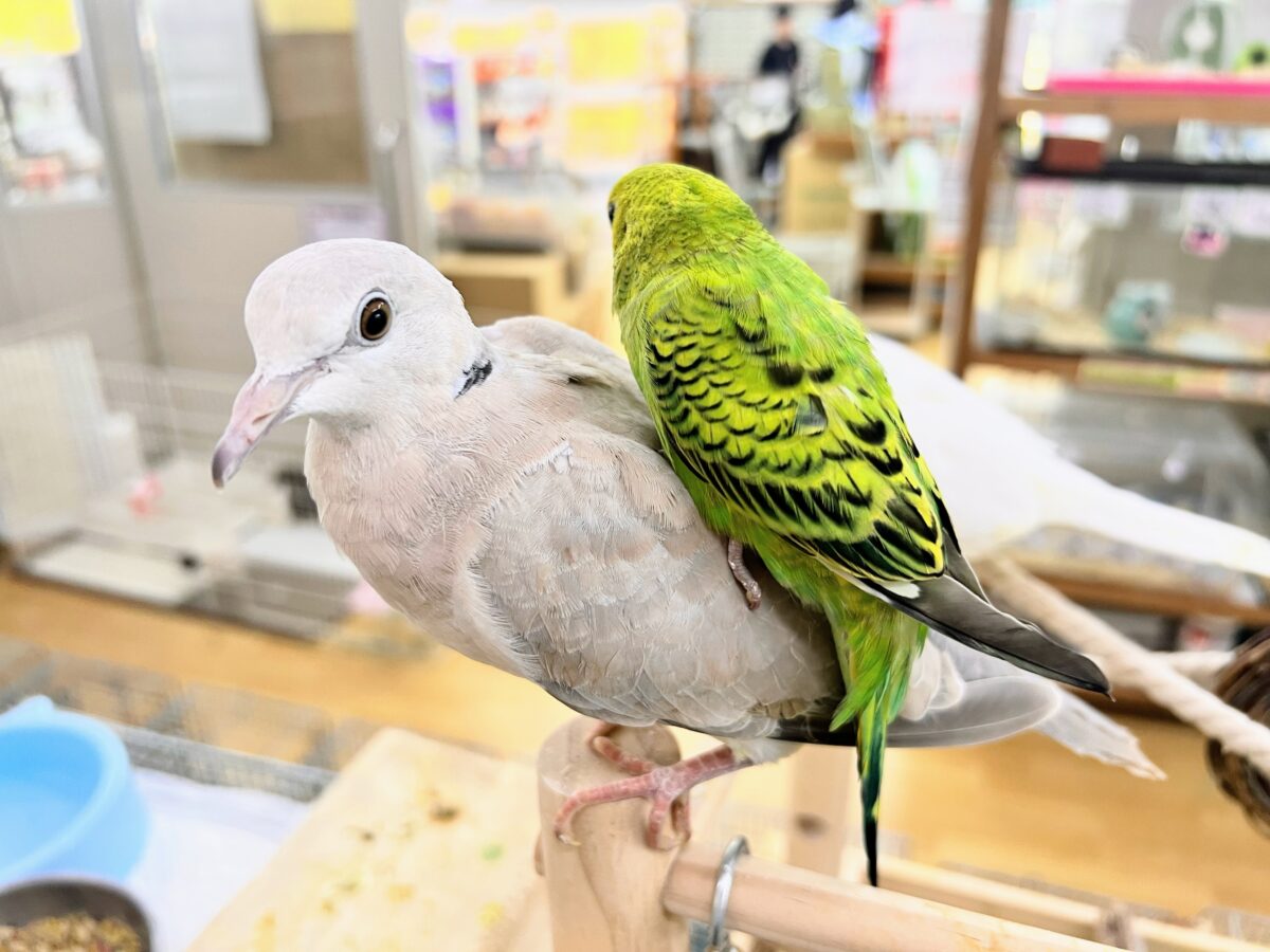 画像更新☆鳩乗り⁉️ちびっこセキセイインコさん(グリーンオパーリン)入荷しました❤️ セキセイインコ
