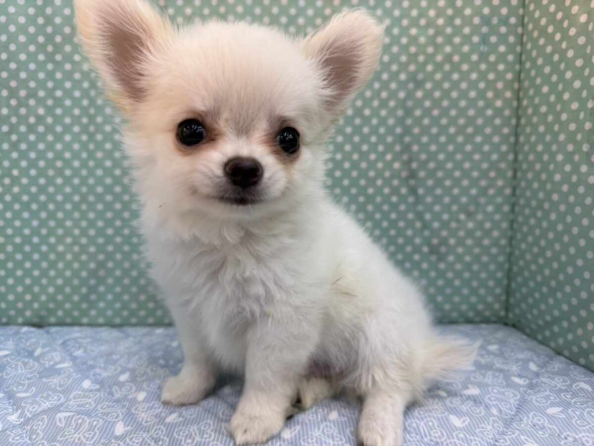 僕、嬉しくてニコニコしちゃうんだぁ😆かまって坊や参上✨チワワの男のコきました⭐️ チワワ