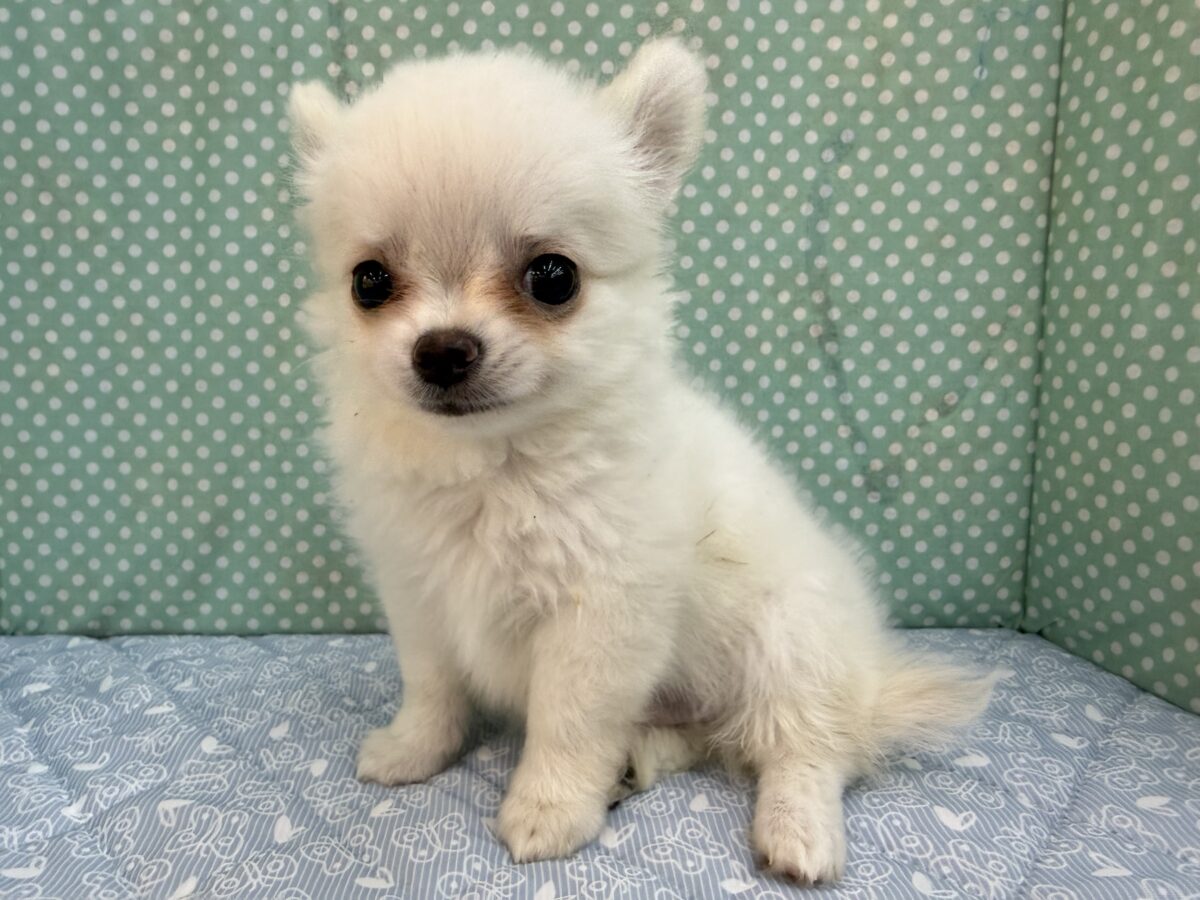 僕、嬉しくてニコニコしちゃうんだぁ😆かまって坊や参上✨チワワの男のコきました⭐️ チワワ