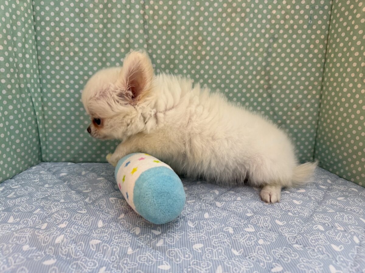 僕、嬉しくてニコニコしちゃうんだぁ😆かまって坊や参上✨チワワの男のコきました⭐️ チワワ