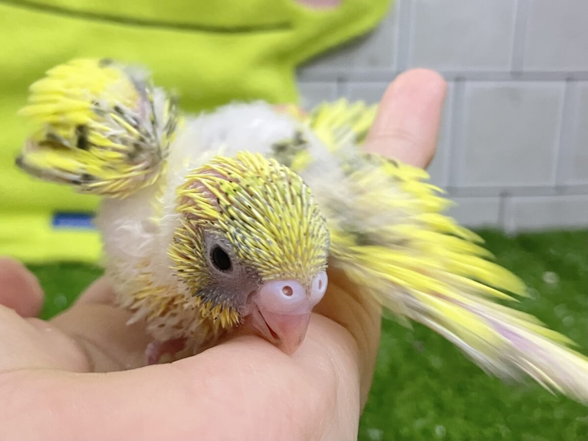 【最新画像更新☆☆】ブチブチ❕🖤花びら集めてたんぽっぽ〜🌼⟡.·セキセイインコ(イエローハルクイン/2026年6月生まれ)② セキセイインコ