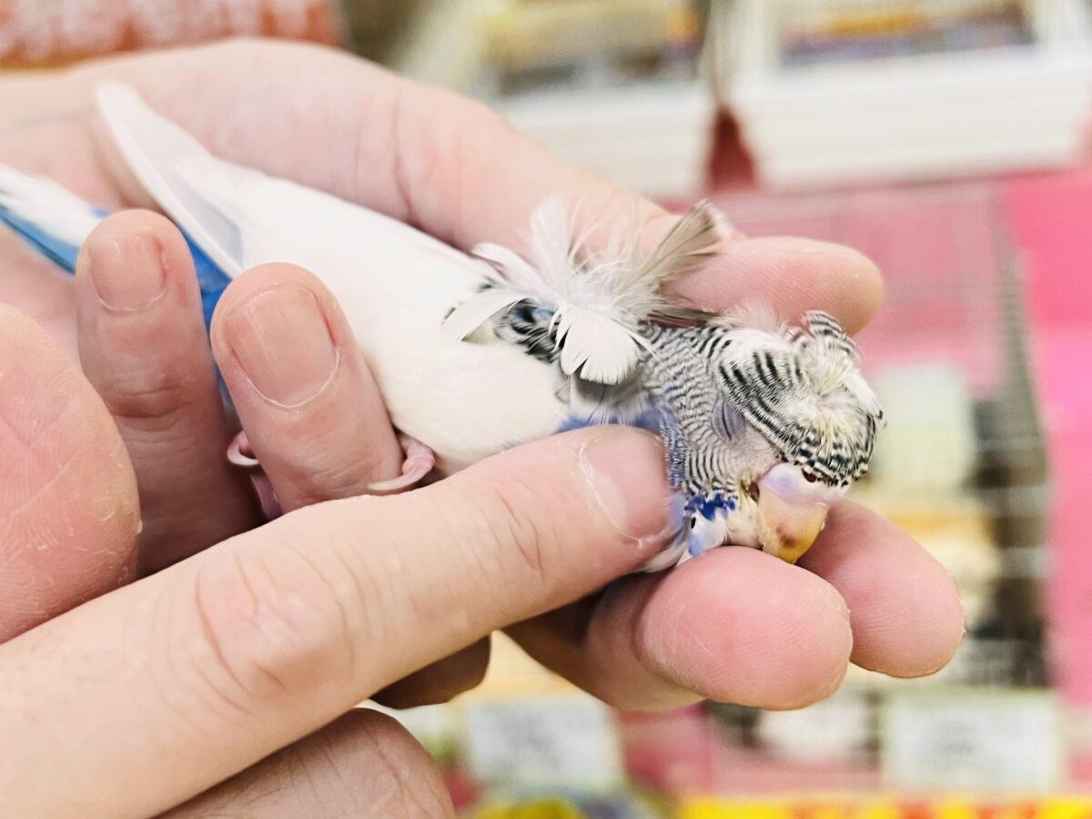 画像更新☆縞々ぐるぐるベレー帽🌀目力強め!羽衣セキセイインコ(ブルーパイド) 羽衣セキセイインコ