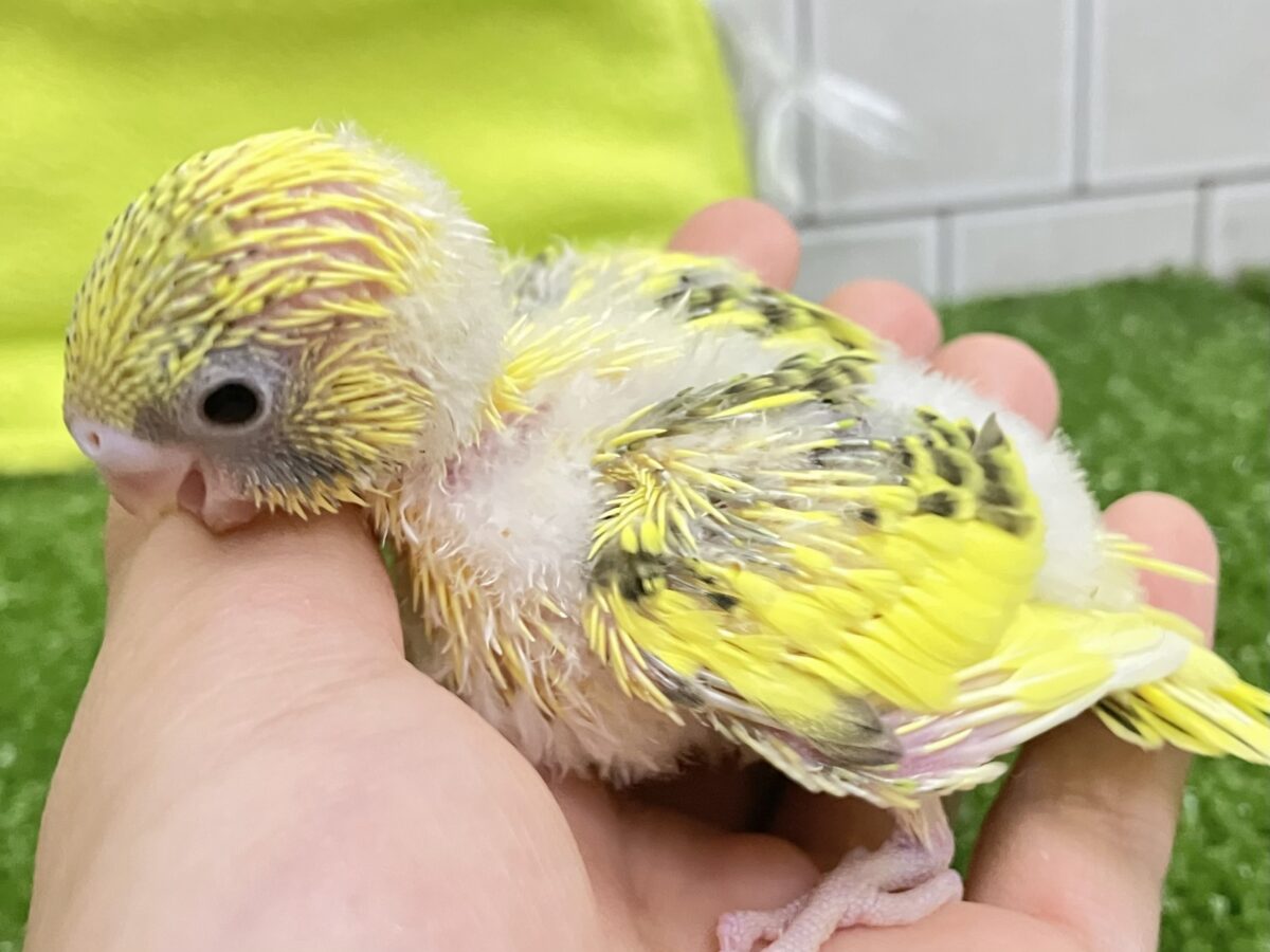 【最新画像更新☆☆】ブチブチ❕🖤花びら集めてたんぽっぽ〜🌼⟡.·セキセイインコ(イエローハルクイン/2026年6月生まれ)② セキセイインコ