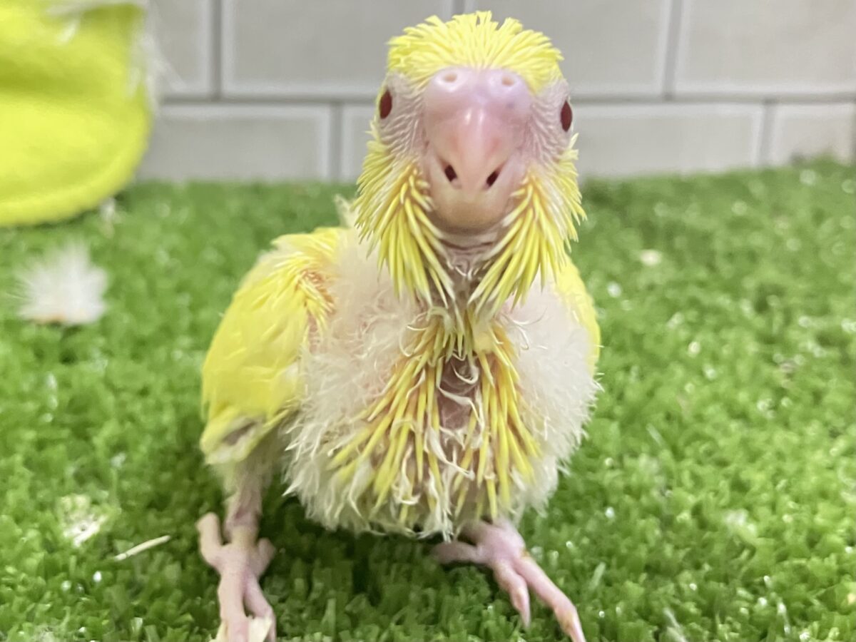 𝕃𝕖𝕥’𝕤 𝕘𝕠・*🌟甘々にオムレット・:≡( ε:)セキセイインコ(ルチノー/2026年6月生まれ) セキセイインコ