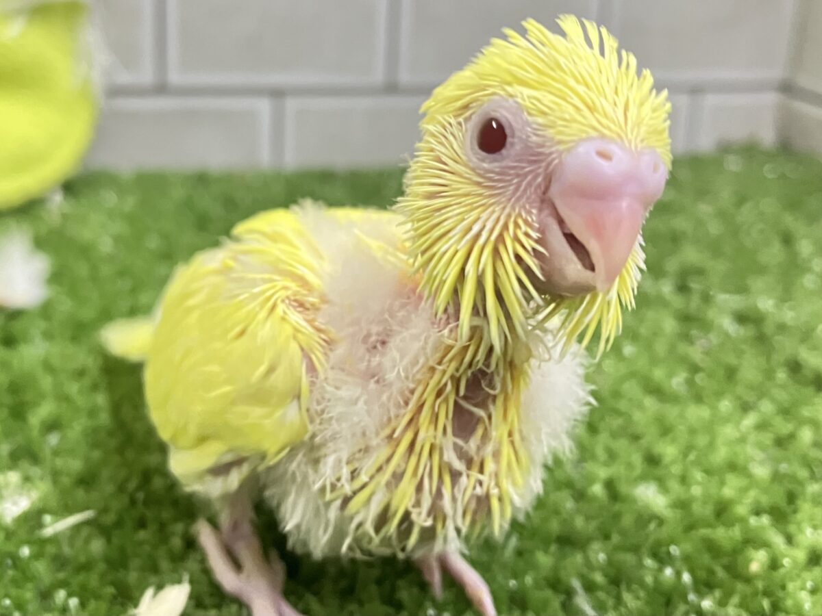 𝕃𝕖𝕥’𝕤 𝕘𝕠・*🌟甘々にオムレット・:≡( ε:)セキセイインコ(ルチノー/2026年6月生まれ) セキセイインコ