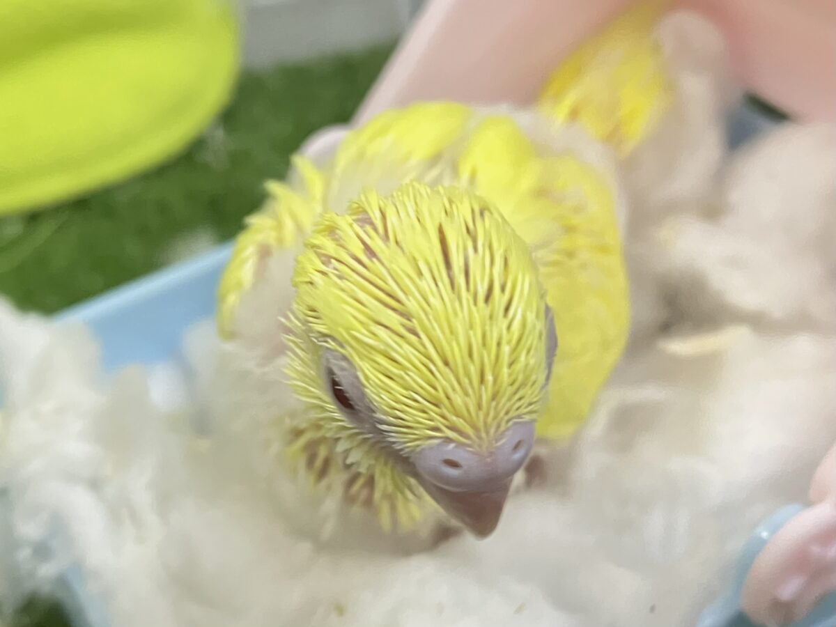 𝕃𝕖𝕥’𝕤 𝕘𝕠・*🌟甘々にオムレット・:≡( ε:)セキセイインコ(ルチノー/2026年6月生まれ) セキセイインコ