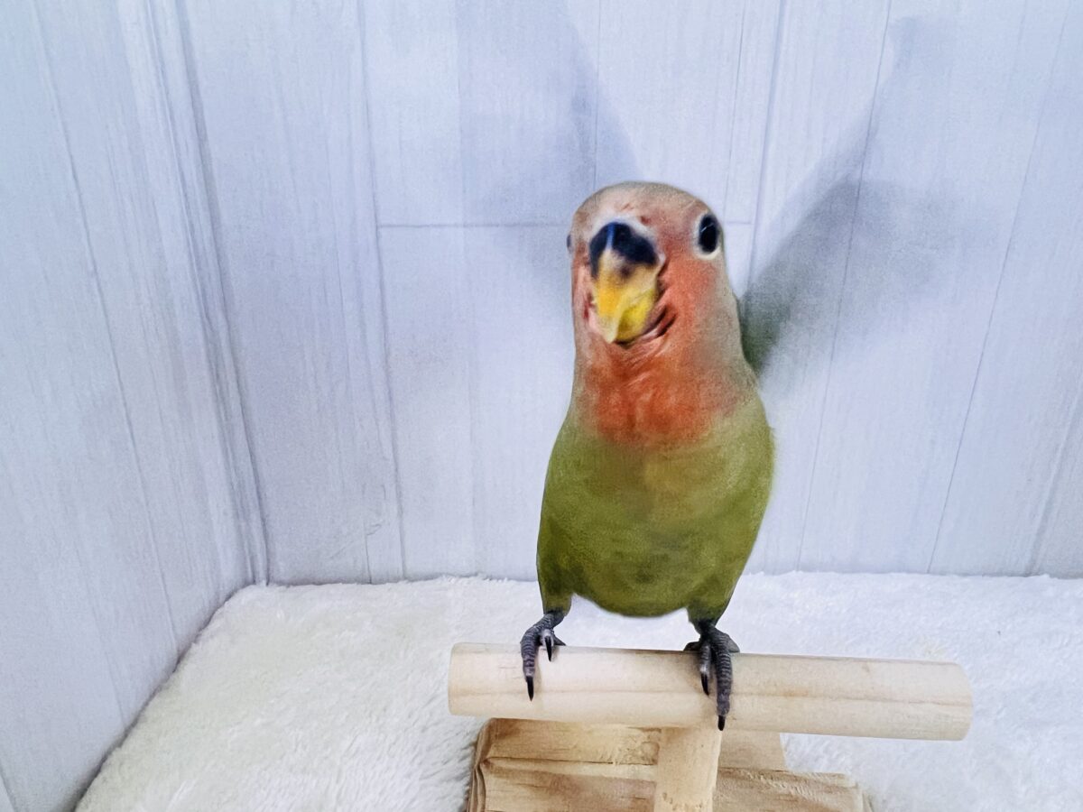 コザクラインコ（小桜インコ）