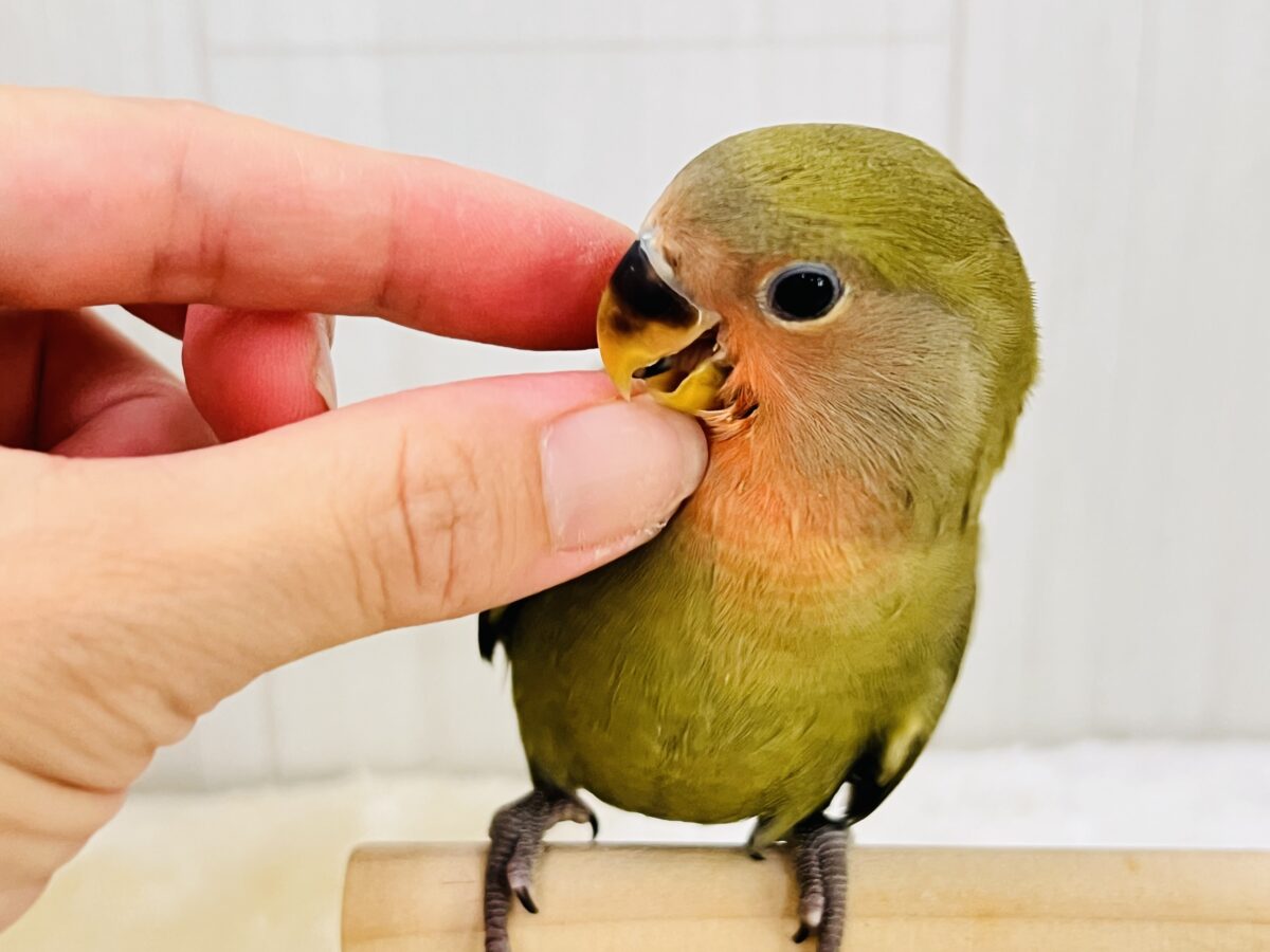 コザクラインコ（小桜インコ）
