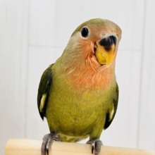 画像更新☆深みのある🍵🌿‬シックでカッコいいコザクラインコさん💕(ノーマル(ダークグリーン))入荷しました❤️