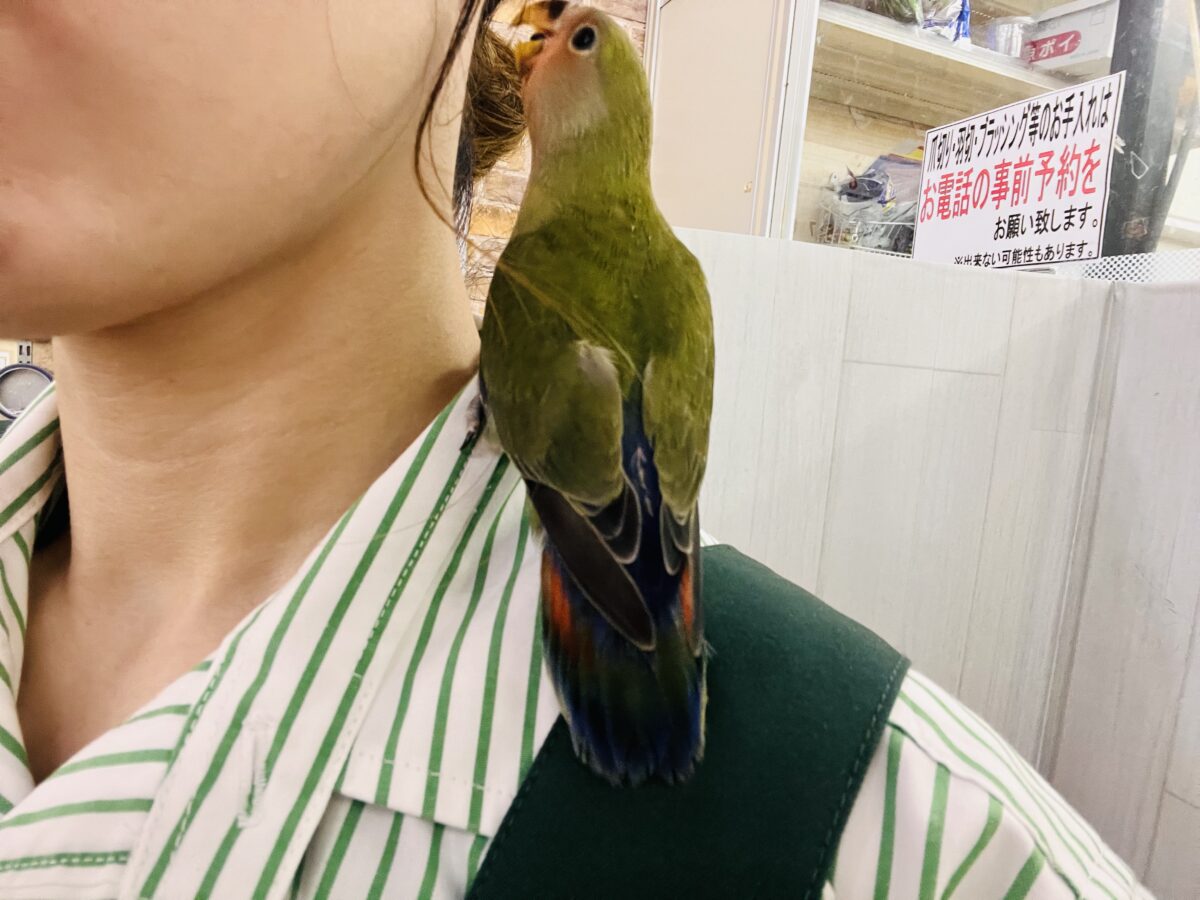 コザクラインコ（小桜インコ）