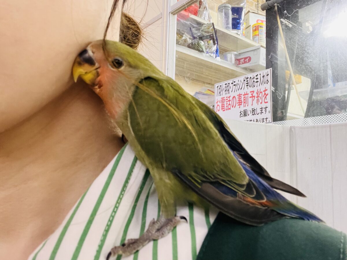 画像更新☆深みのある🍵🌿シックでカッコいいコザクラインコさん💕(ノーマル(ダークグリーン))入荷しました❤️ コザクラインコ(小桜インコ)