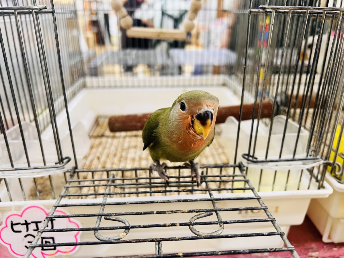 コザクラインコ（小桜インコ）