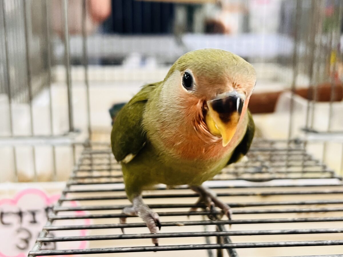画像更新☆深みのある🍵🌿シックでカッコいいコザクラインコさん💕(ノーマル(ダークグリーン))入荷しました❤️ コザクラインコ(小桜インコ)
