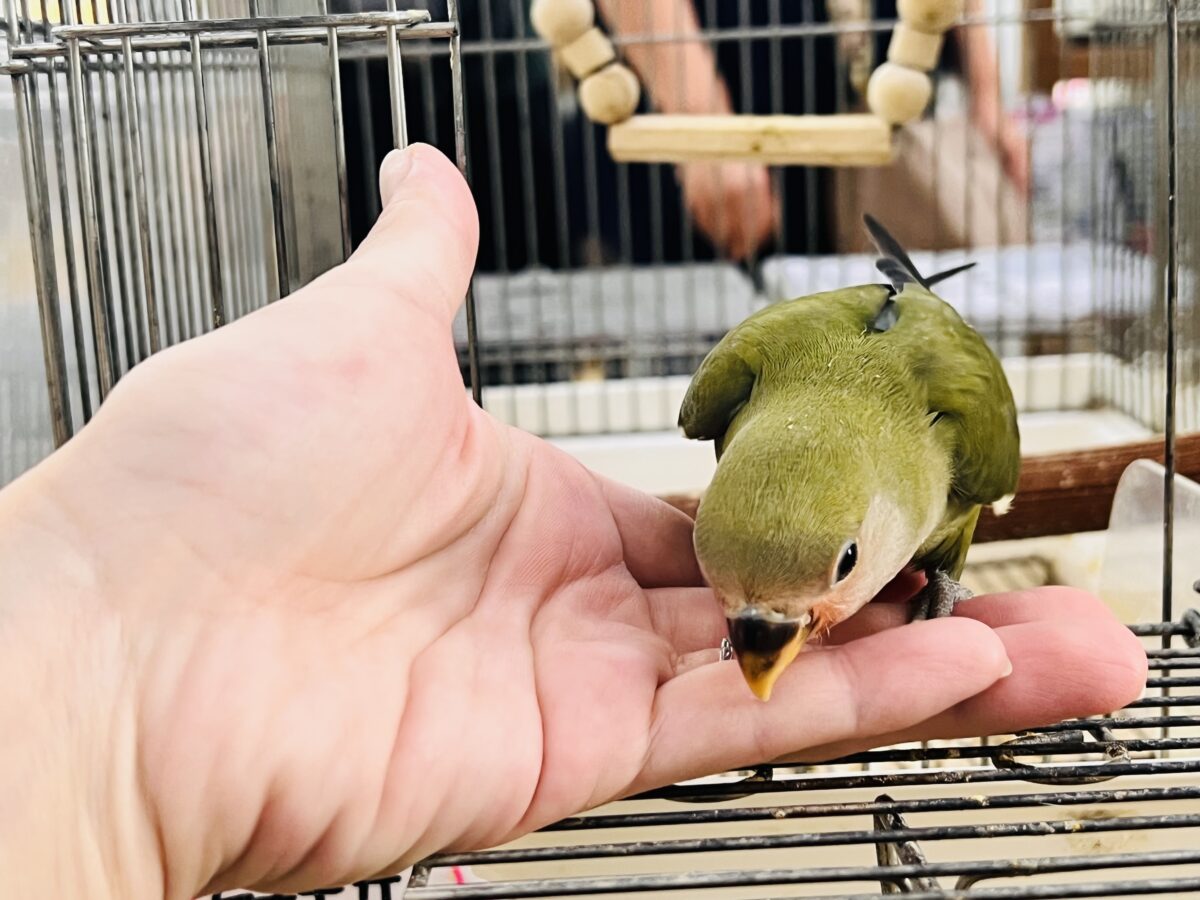 画像更新☆深みのある🍵🌿シックでカッコいいコザクラインコさん💕(ノーマル(ダークグリーン))入荷しました❤️ コザクラインコ(小桜インコ)