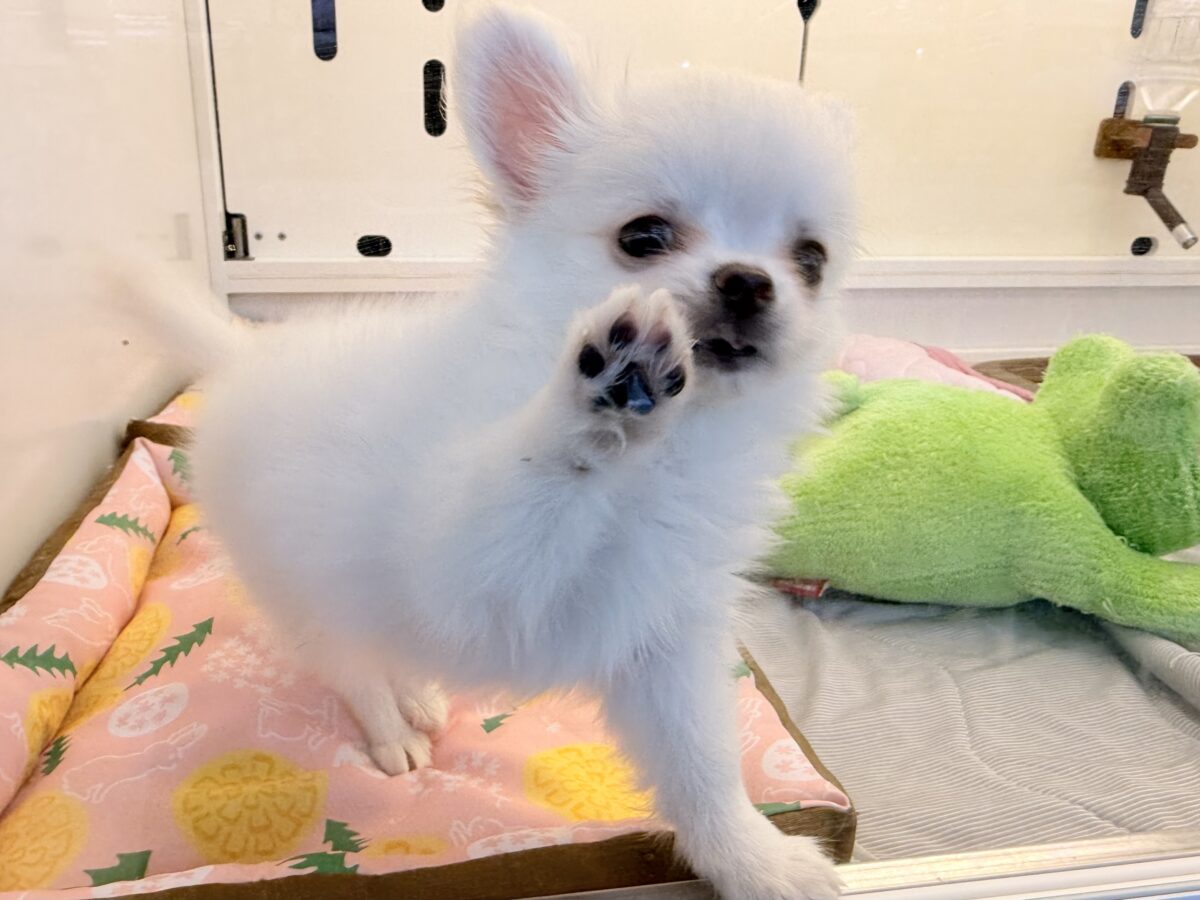 僕、嬉しくてニコニコしちゃうんだぁ😆かまって坊や参上✨チワワの男のコきました⭐️ チワワ