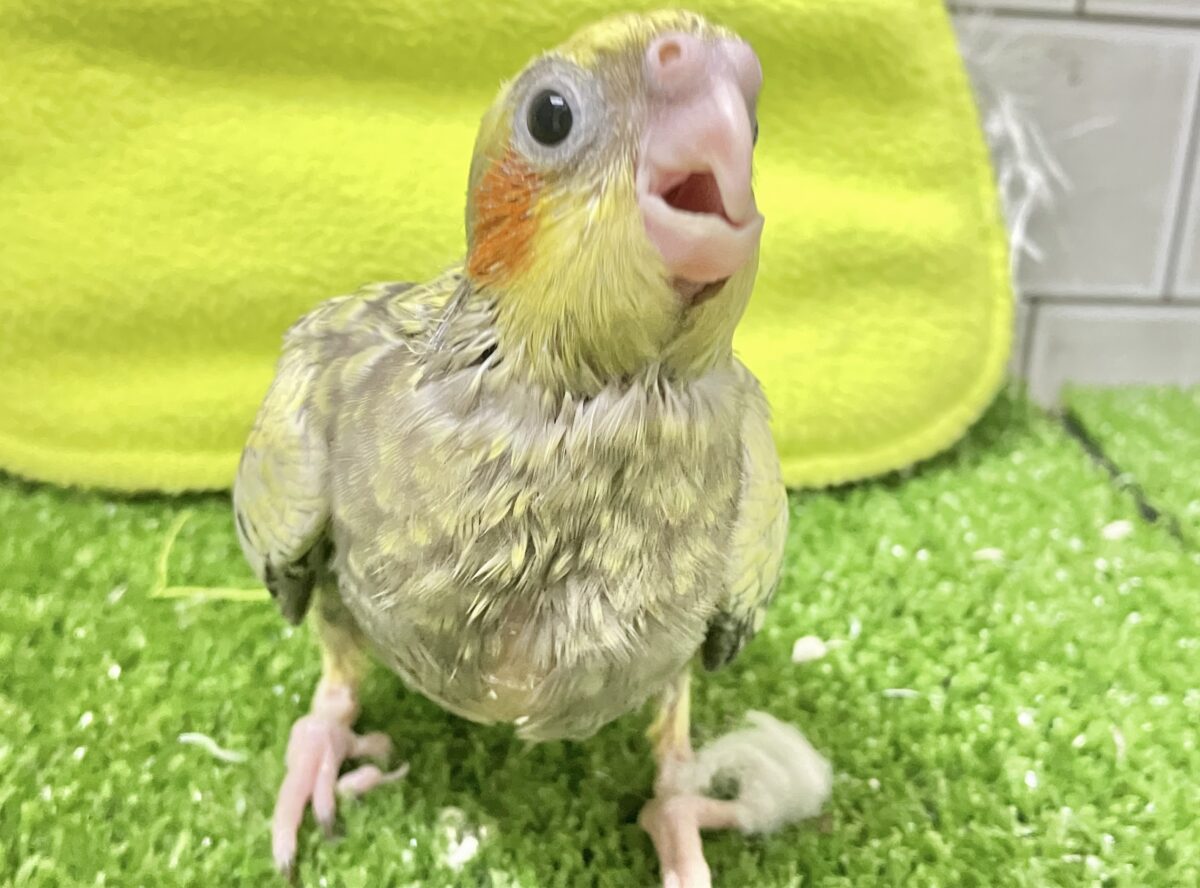 ✨最新画像✨幸せ集めて💛Happinessしずく💧⟡.·*.オカメインコ(パール/2026年6月生まれ) オカメインコ
