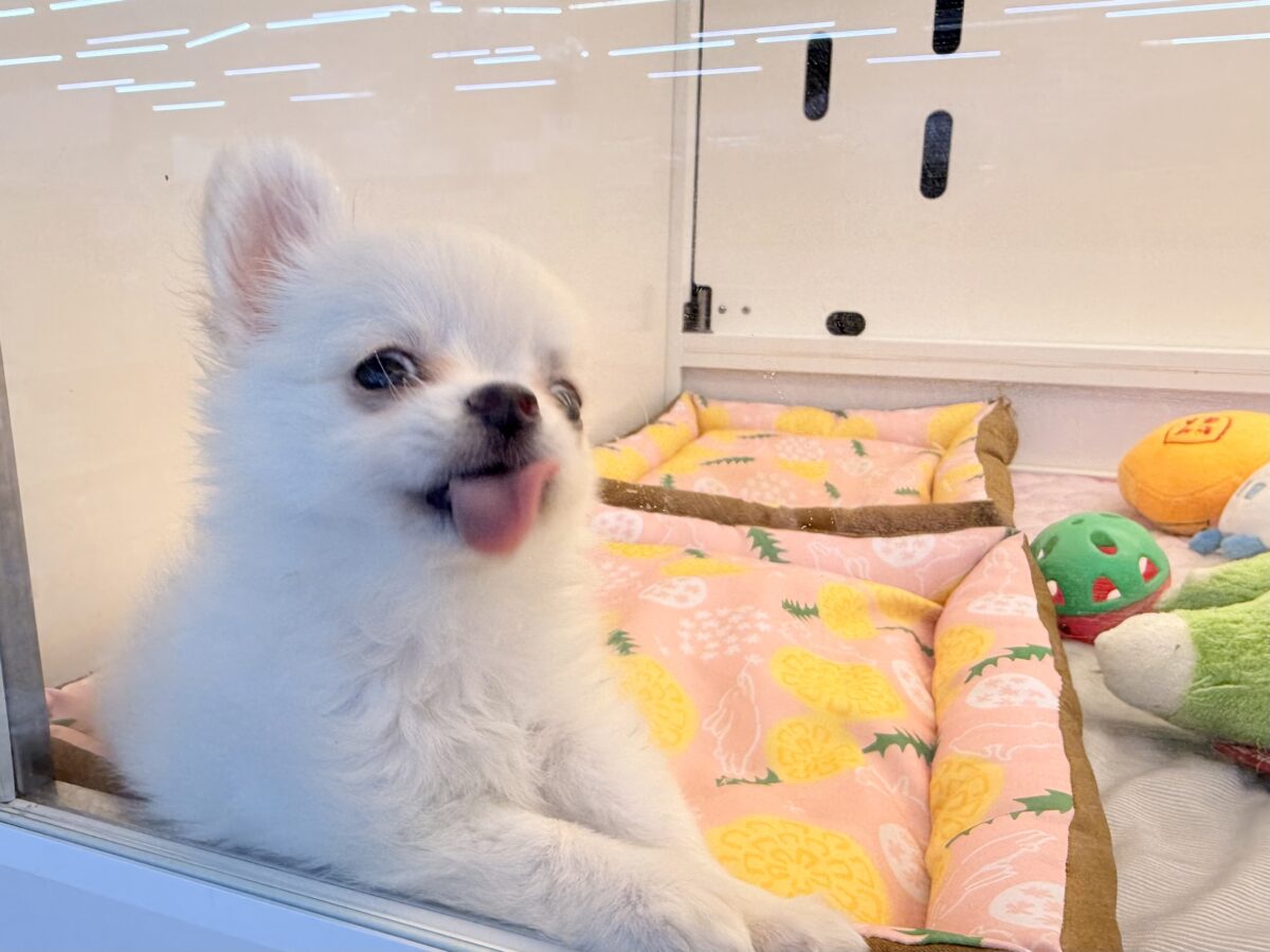 僕、嬉しくてニコニコしちゃうんだぁ😆かまって坊や参上✨チワワの男のコきました⭐️ チワワ
