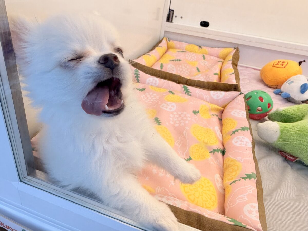 僕、嬉しくてニコニコしちゃうんだぁ😆かまって坊や参上✨チワワの男のコきました⭐️ チワワ