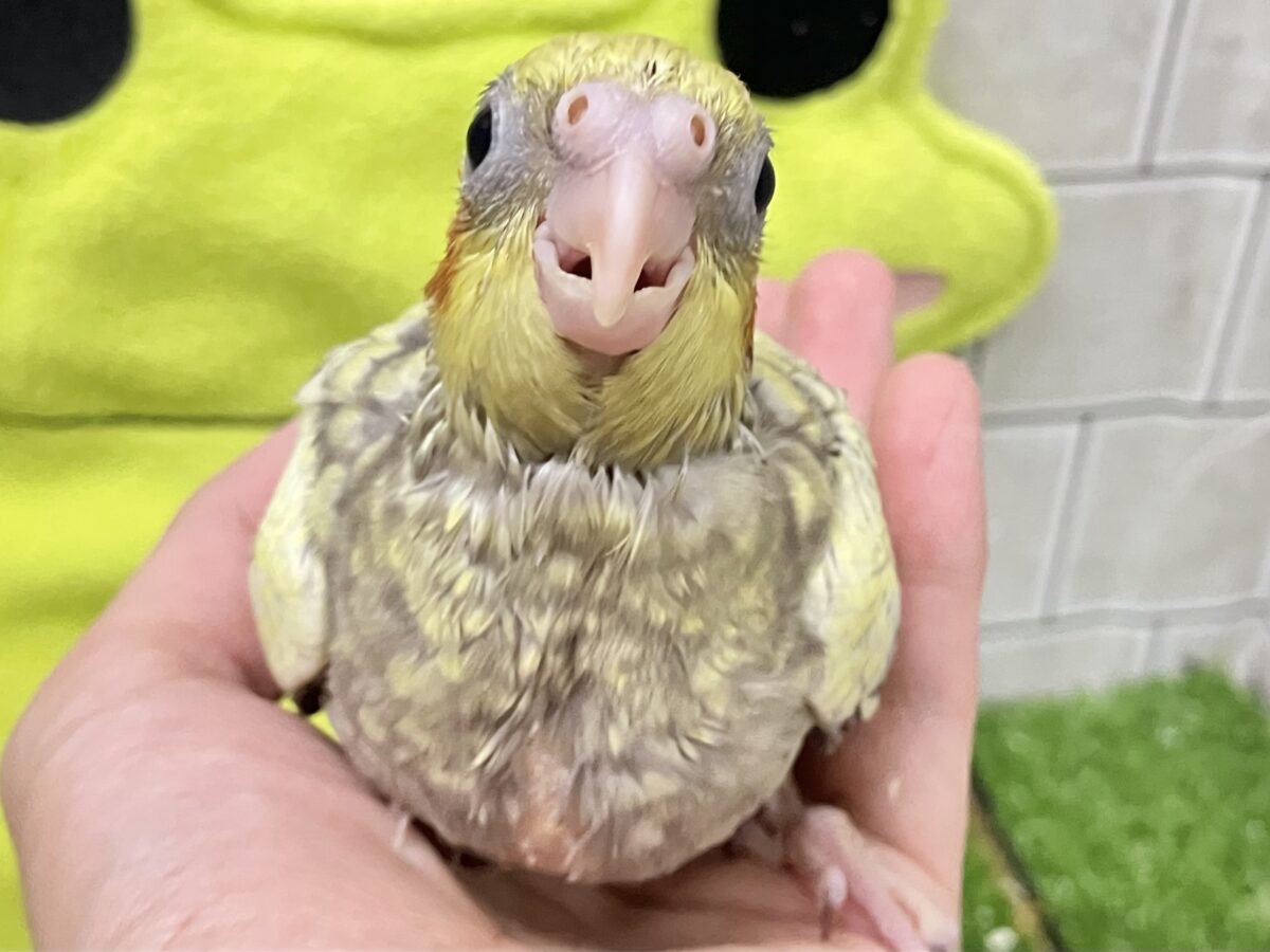 ✨最新画像✨幸せ集めて💛Happinessしずく💧⟡.·*.オカメインコ(パール/2026年6月生まれ) オカメインコ