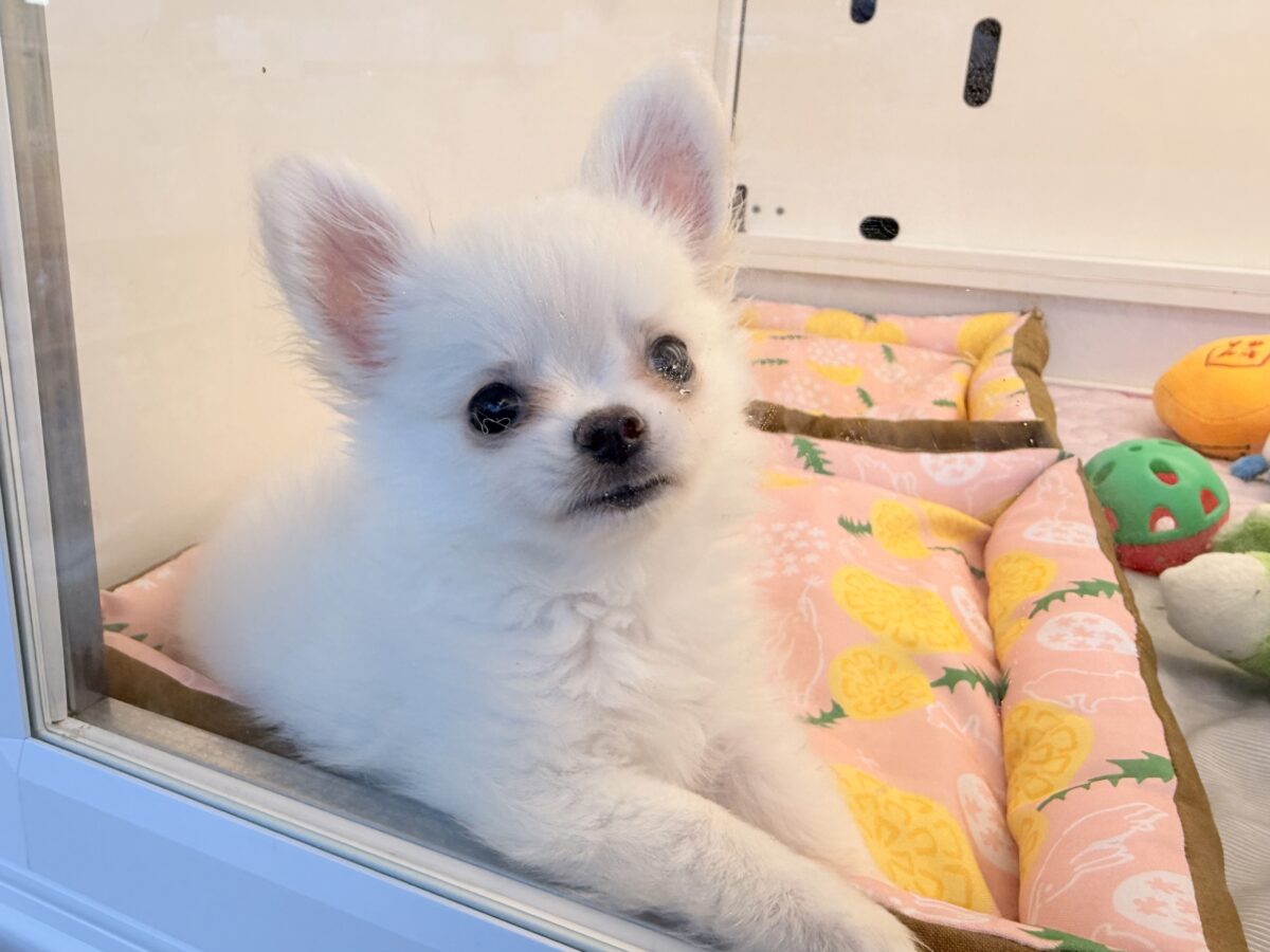 僕、嬉しくてニコニコしちゃうんだぁ😆かまって坊や参上✨チワワの男のコきました⭐️ チワワ