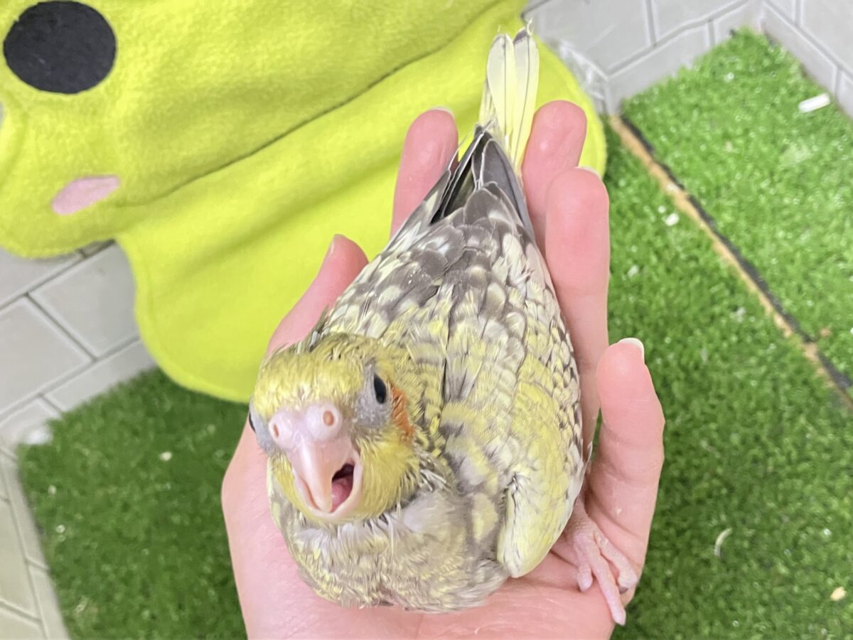✨最新画像✨幸せ集めて💛Happinessしずく💧⟡.·*.オカメインコ(パール/2026年6月生まれ) オカメインコ