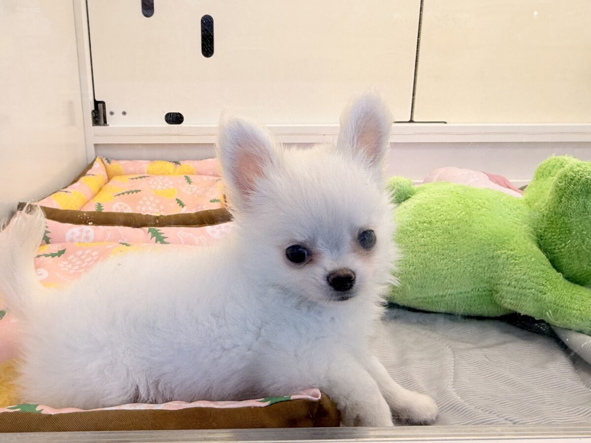 僕、嬉しくてニコニコしちゃうんだぁ😆かまって坊や参上✨チワワの男のコきました⭐️ チワワ