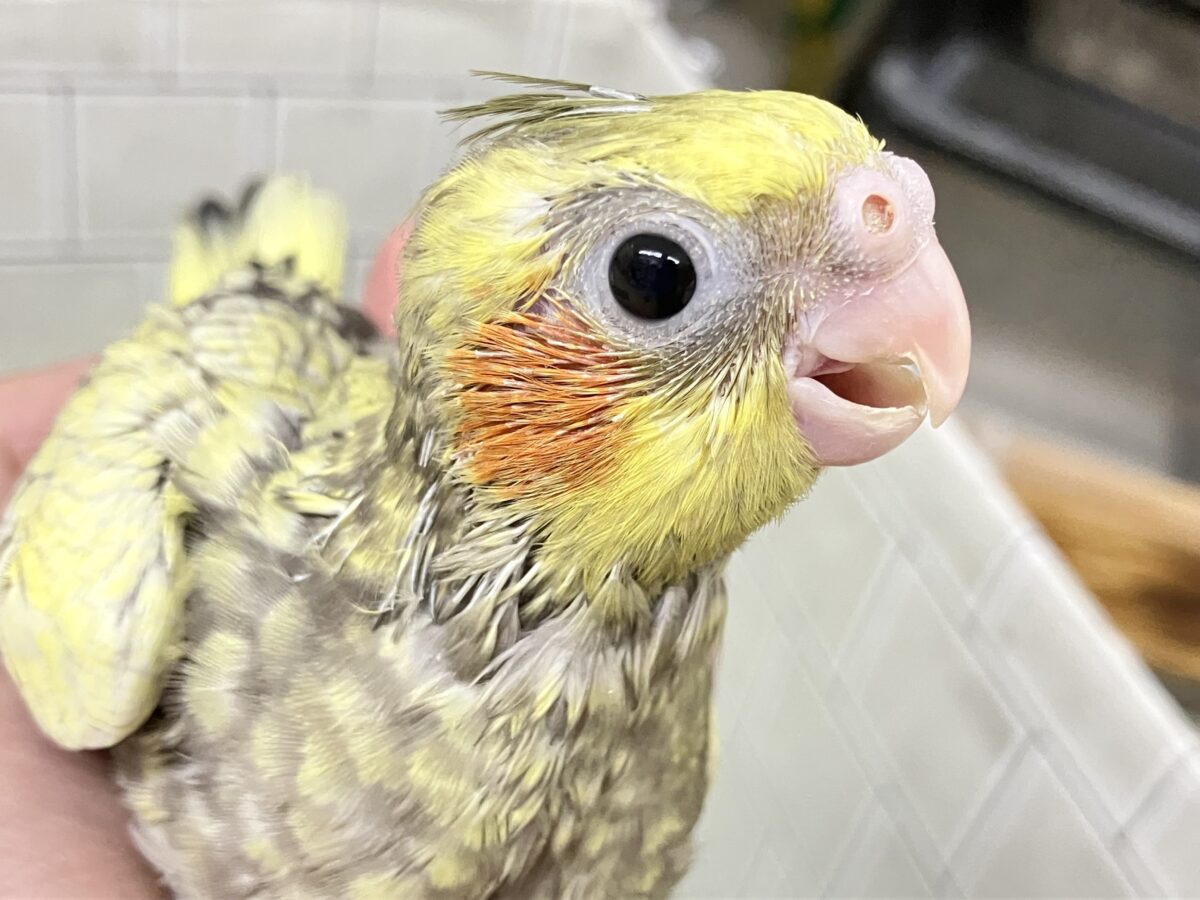 ✨最新画像✨幸せ集めて💛Happinessしずく💧⟡.·*.オカメインコ(パール/2026年6月生まれ) オカメインコ