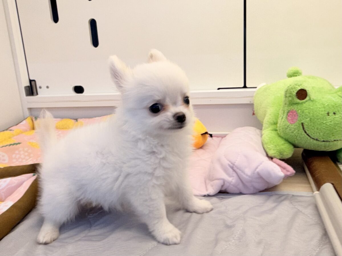 僕、嬉しくてニコニコしちゃうんだぁ😆かまって坊や参上✨チワワの男のコきました⭐️ チワワ