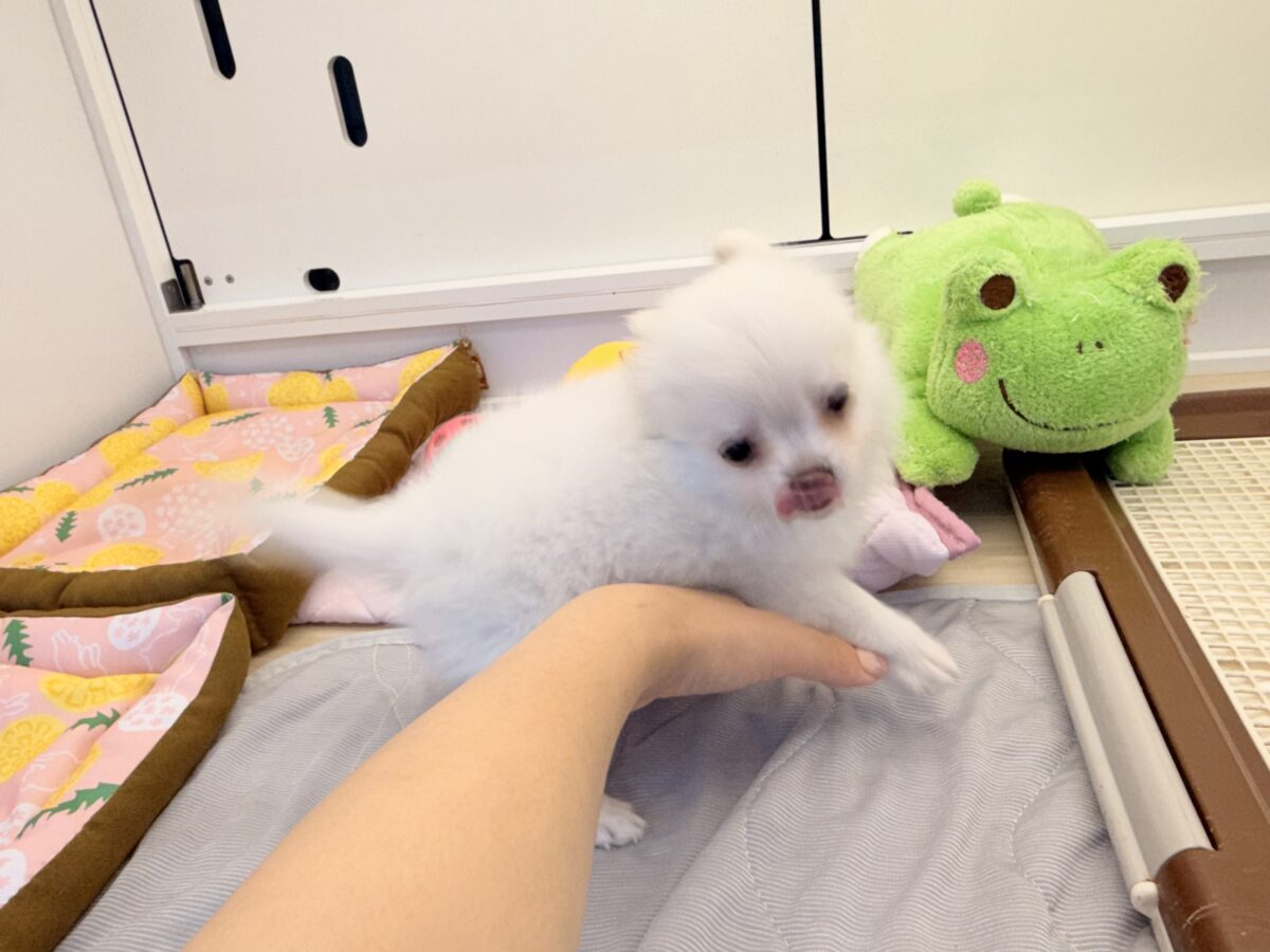 僕、嬉しくてニコニコしちゃうんだぁ😆かまって坊や参上✨チワワの男のコきました⭐️ チワワ