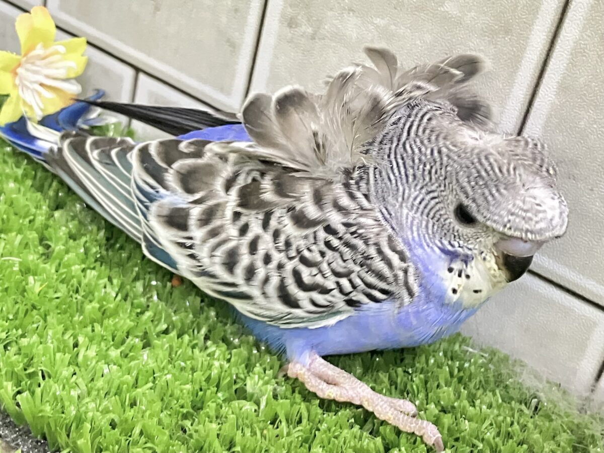 ✨最新画像更新✨シマ・クル・フワ〜の3️⃣点盛り‼️お待ちっ🙌🏻✨羽衣セキセイインコ(ノーマル/2026年6月生まれ) 羽衣セキセイインコ