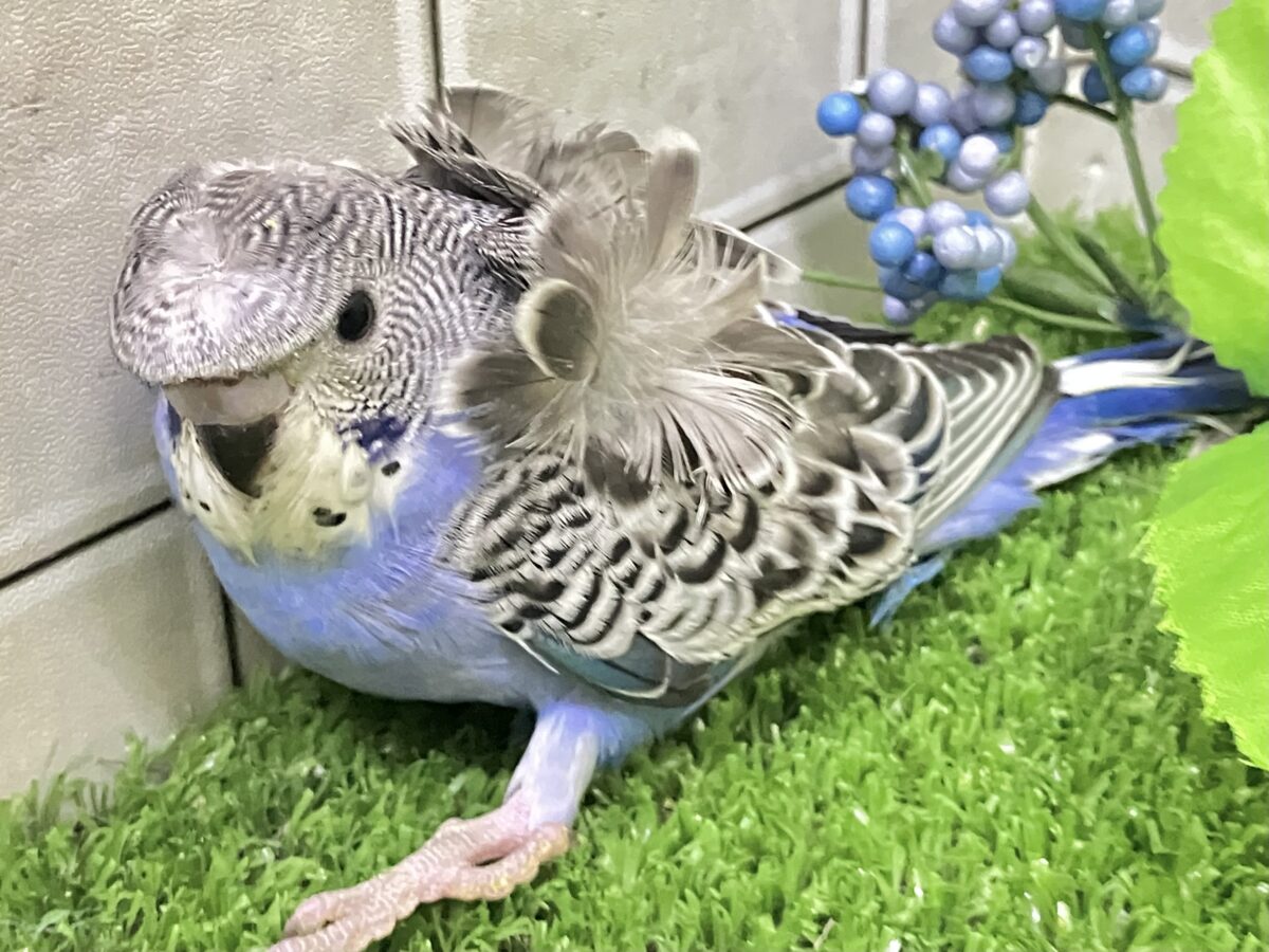 ✨最新画像更新✨シマ・クル・フワ〜の3️⃣点盛り‼️お待ちっ🙌🏻✨羽衣セキセイインコ(ノーマル/2026年6月生まれ) 羽衣セキセイインコ