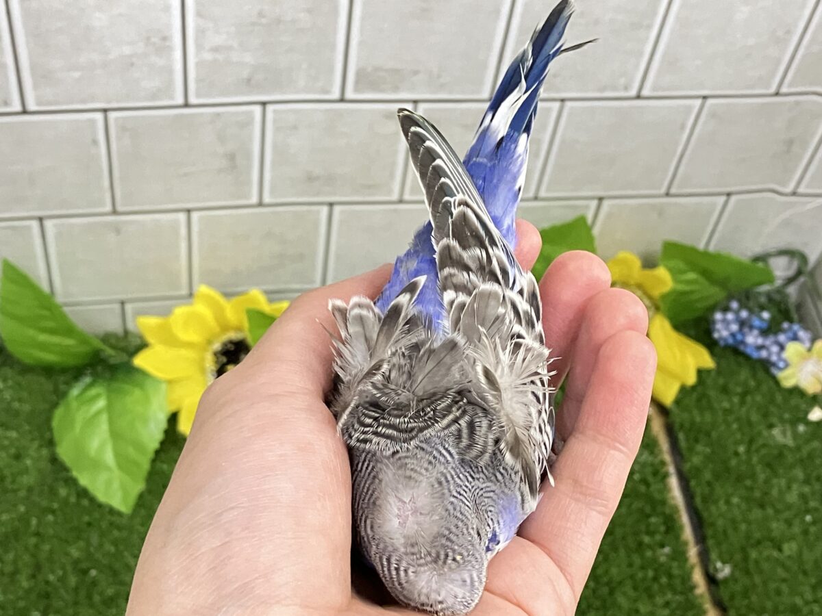 ✨最新画像更新✨シマ・クル・フワ〜の3️⃣点盛り‼️お待ちっ🙌🏻✨羽衣セキセイインコ(ノーマル/2026年6月生まれ) 羽衣セキセイインコ