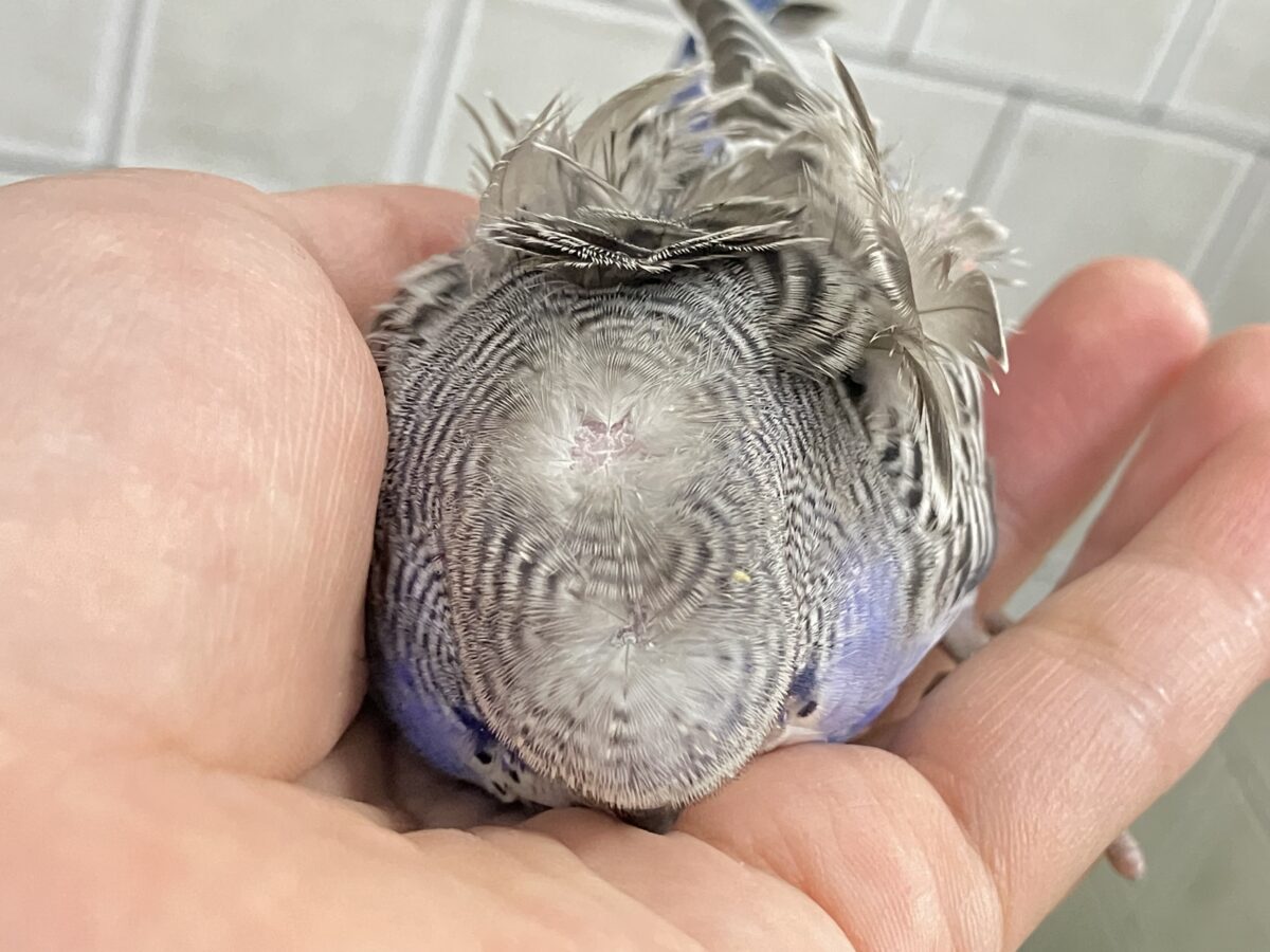 ✨最新画像更新✨シマ・クル・フワ〜の3️⃣点盛り‼️お待ちっ🙌🏻✨羽衣セキセイインコ(ノーマル/2026年6月生まれ) 羽衣セキセイインコ