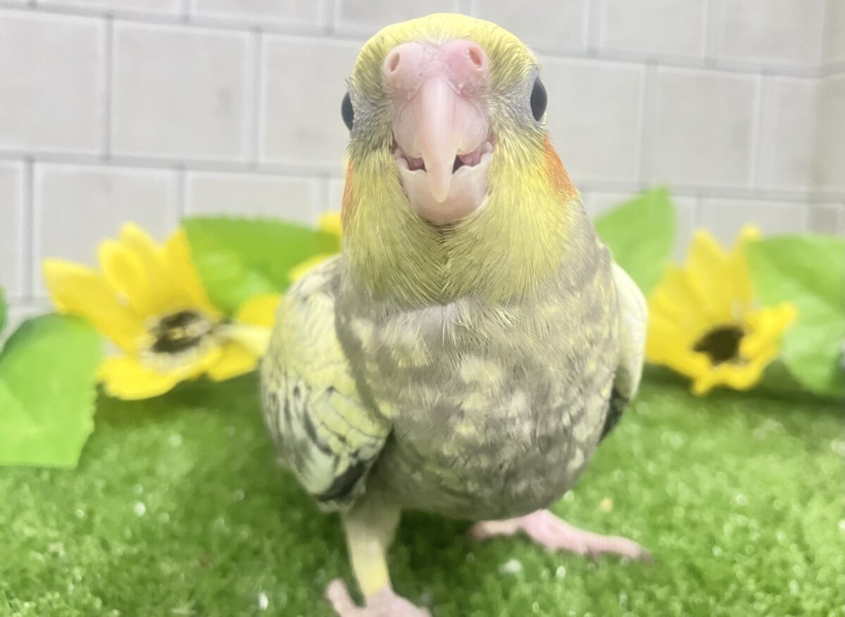 ✨最新画像✨幸せ集めて💛Happinessしずく💧⟡.·*.オカメインコ(パール/2026年6月生まれ) オカメインコ