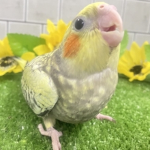 ✨最新画像✨幸せ集めて💛Happinessしずく‪💧‬⟡.·*.オカメインコ(パール/2026年6月生まれ)