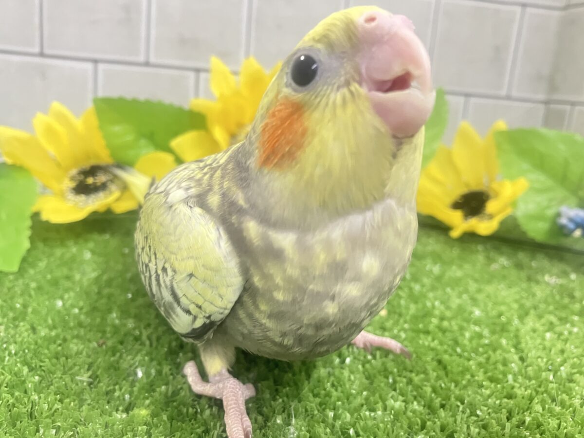 ✨最新画像✨幸せ集めて💛Happinessしずく‪💧‬⟡.·*.オカメインコ(パール/2026年6月生まれ)