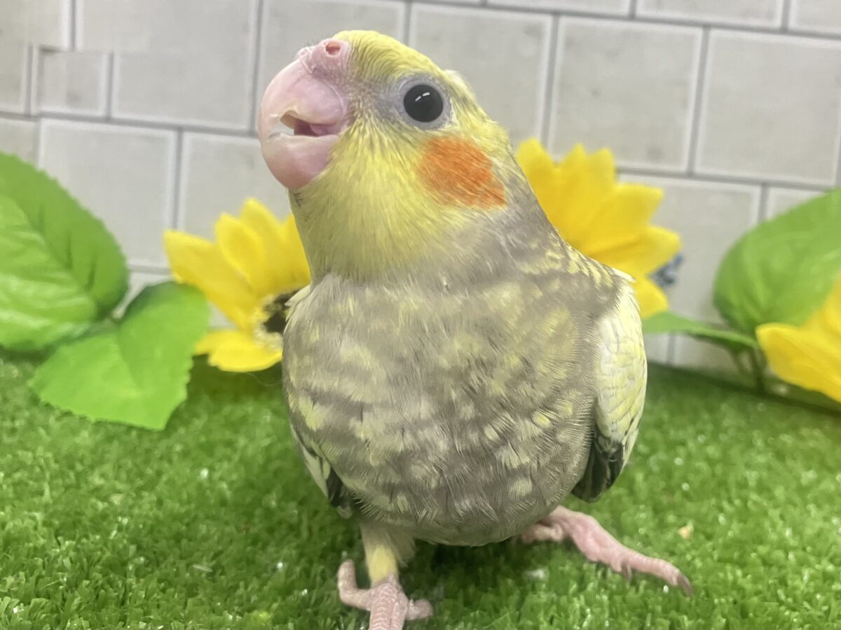 ✨最新画像✨幸せ集めて💛Happinessしずく💧⟡.·*.オカメインコ(パール/2026年6月生まれ) オカメインコ