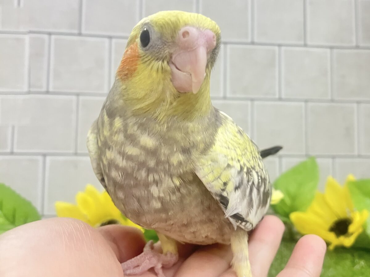 ✨最新画像✨幸せ集めて💛Happinessしずく💧⟡.·*.オカメインコ(パール/2026年6月生まれ) オカメインコ