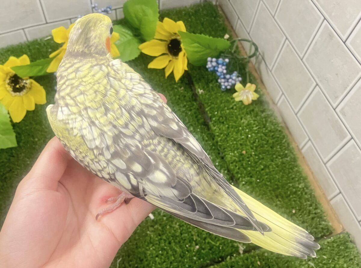 オカメインコ