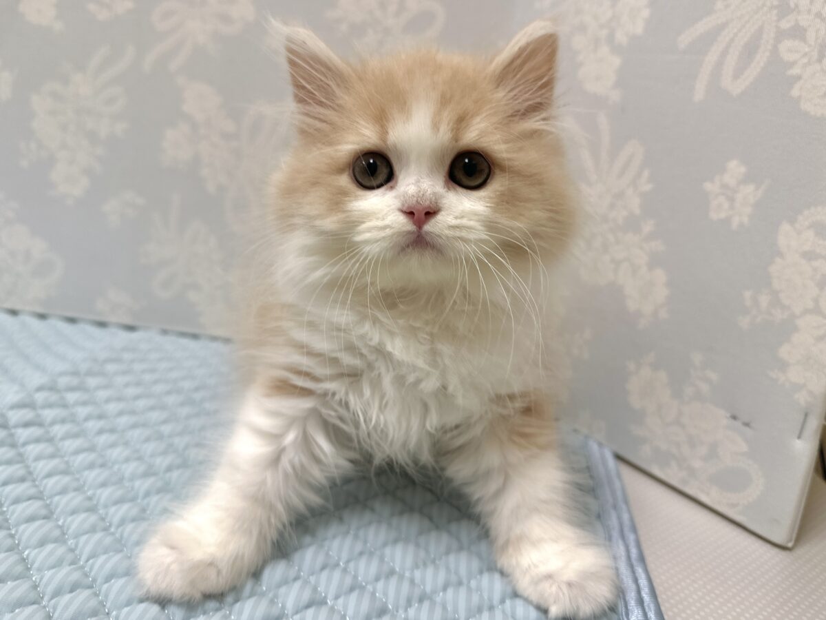 もふもふにゃんこ𐐃 ·̫ 𐐃スコティッシュフォールド男の子 スコティッシュフォールド