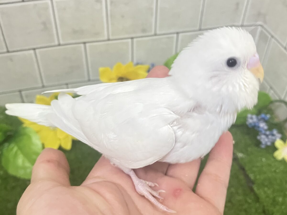 ✨最新画像✨まっしろボディの黒ゴマちゃん(*’ω’*) セキセイインコ セキセイインコ