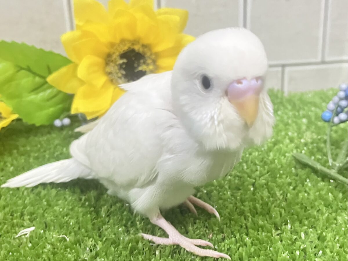 ✨最新画像✨まっしろボディの黒ゴマちゃん(*’ω’*) セキセイインコ セキセイインコ
