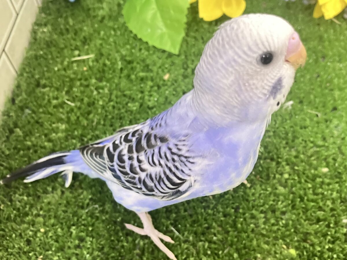 ✨最新画像✨濃いめブルーハワイ! セキセイインコ セキセイインコ
