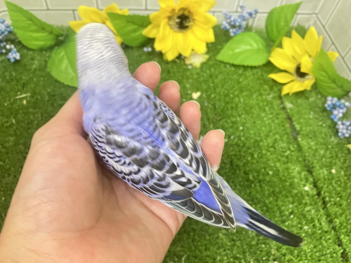 ✨最新画像✨濃いめブルーハワイ! セキセイインコ セキセイインコ
