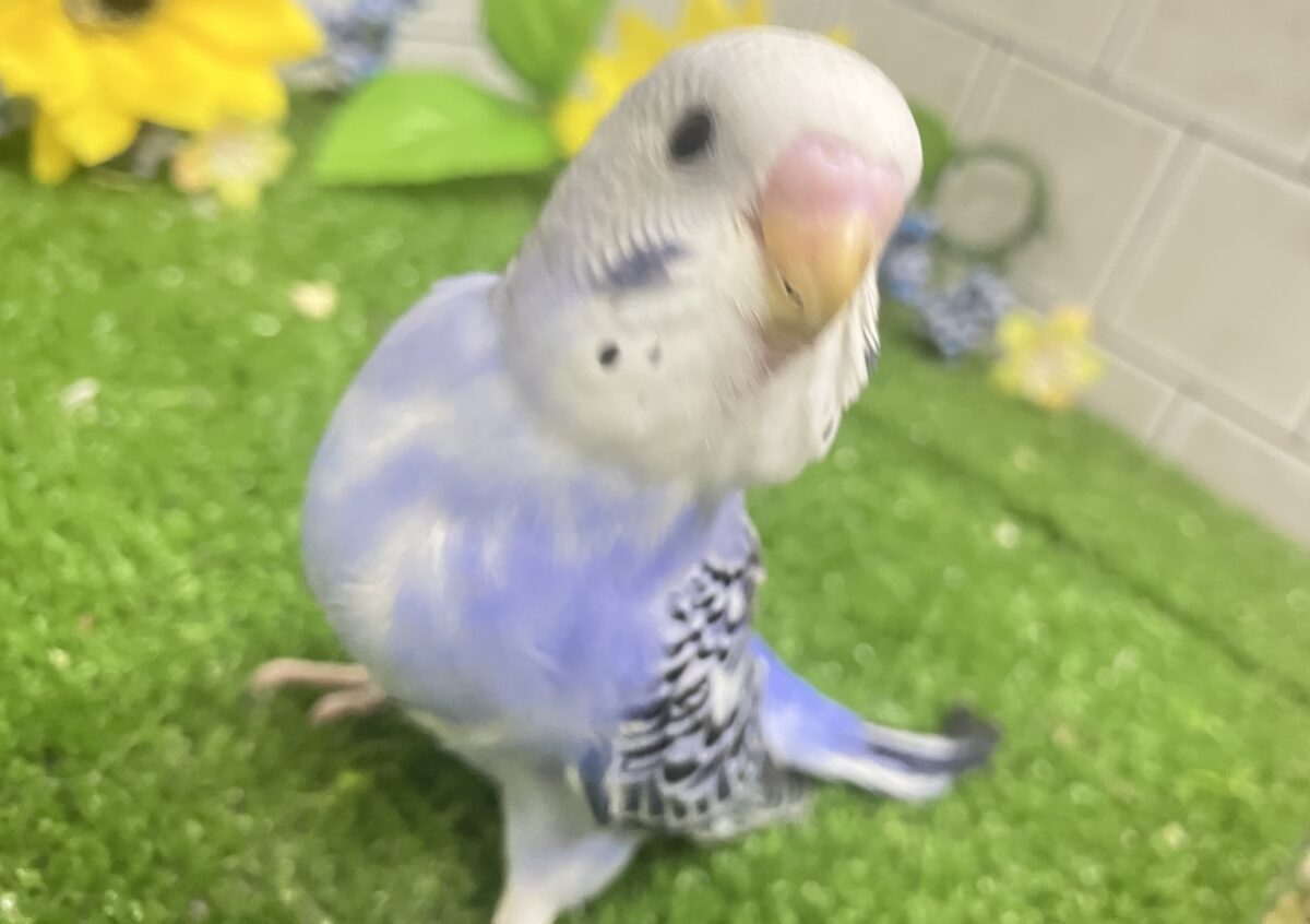 ✨最新画像✨濃いめブルーハワイ! セキセイインコ セキセイインコ